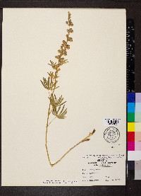 Lupinus argenteus var. laxiflorus image