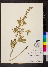 Lupinus argenteus var. laxiflorus image