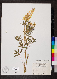 Lupinus argenteus var. laxiflorus image