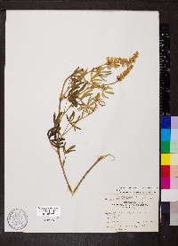 Lupinus argenteus var. laxiflorus image