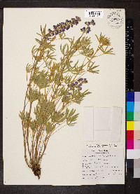 Lupinus argenteus var. laxiflorus image