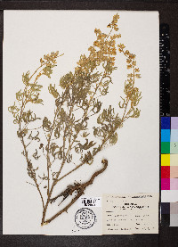 Lupinus argenteus var. laxiflorus image