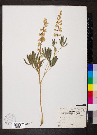 Lupinus arbustus image