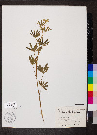 Lupinus arbustus image