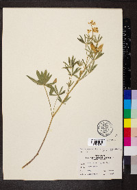 Lupinus arbustus subsp. calcaratus image