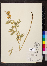 Lupinus arbustus subsp. calcaratus image