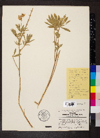 Lupinus arbustus subsp. calcaratus image