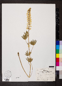 Lupinus arbustus subsp. calcaratus image