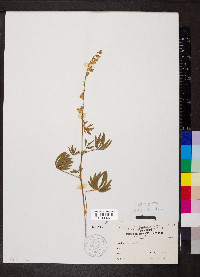 Lupinus arbustus image