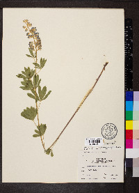 Lupinus argenteus subsp. rubricaulis image