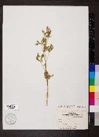 Lupinus argenteus var. argenteus image