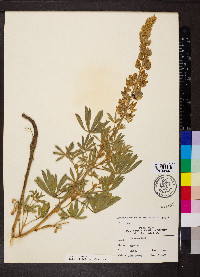 Lupinus albicaulis image