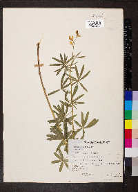 Lupinus albicaulis image