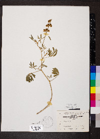 Lupinus albicaulis image