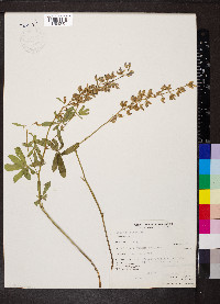 Lupinus albicaulis image