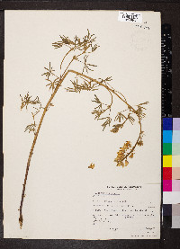 Lupinus albicaulis image