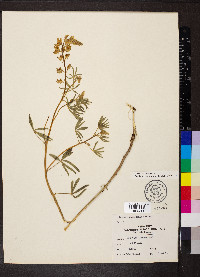 Lupinus angustiflorus image