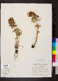 Lupinus arcticus image