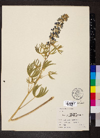 Lupinus bakeri image