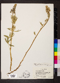 Lupinus bakeri image