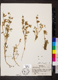 Lupinus bicolor image