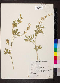 Lupinus caudatus image