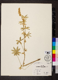 Lupinus caudatus image
