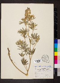 Lupinus caudatus image