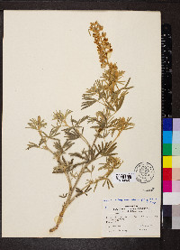 Lupinus caudatus image