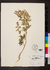 Lupinus caudatus image