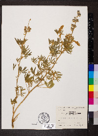 Lupinus caudatus image