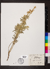 Lupinus caudatus subsp. argophyllus image