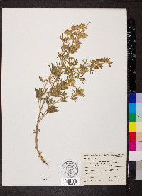 Lupinus caudatus image