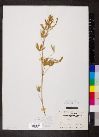 Lupinus caudatus image