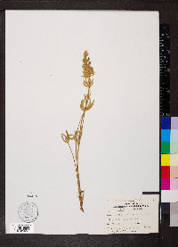 Lupinus caudatus image