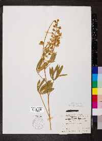 Lupinus caudatus image