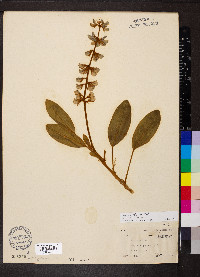 Lupinus diffusus image