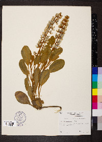 Lupinus diffusus image