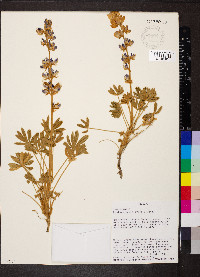 Lupinus grayi image