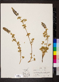 Lupinus hillii image