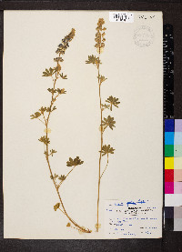 Lupinus hillii image