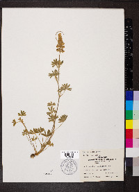 Lupinus hillii image