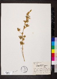 Lupinus hillii image