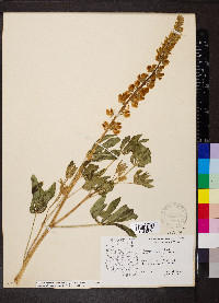 Lupinus latifolius subsp. parishii image