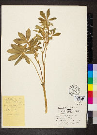 Lupinus latifolius image