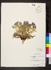 Lupinus lepidus image