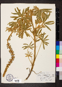 Lupinus leucophyllus image