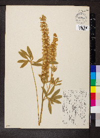 Lupinus leucophyllus image