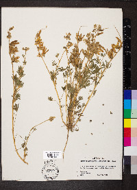 Lupinus nanus subsp. nanus image