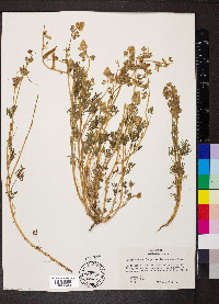 Lupinus nanus subsp. nanus image